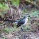 mockingbirds-and-their-excellent-mimicry-of-sounds