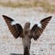 mockingbirds-and-their-excellent-mimicry-of-sounds