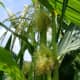 Here you can see the tassel above, releasing anthers onto the sticky corn silk below.