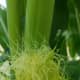 If you look closely, you will see yellow anthers sticking to the corn silk.