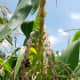 Bees collect pollen from the corn tassel.