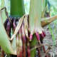 Strong, colorful roots hold the corn stalks in place.