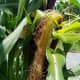 Corn silk can get quite long.