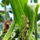 A tassel begins to emerge from the top of the corn plant.