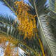 Babassu Palm