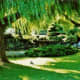 Lush greenery