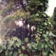 Lush vegetation near Rainbow Falls