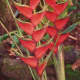 Nani Mau garden plant