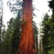 sequoia-and-kings-canyon-national-parks-general-sherman-tree-and-more