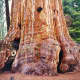 Giant sequoia 