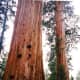 sequoia-and-kings-canyon-national-parks-general-sherman-tree-and-more