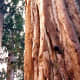 The thick bark of sequoia trees
