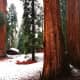 Some of the cabins that were due to be relocated in order to preserve the sequoia trees from damage.