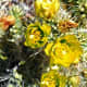Cactus flowers