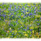 photos-of-bluebonnets-and-other-texas-wildflowers-in-the-spring