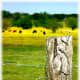 Cows grazing amidst wildflowers