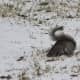 A busy squirrel in our front yard