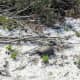 Gopher in the Sugar Sand. Gomez Preserve Nature Trail, Hobe Sound, Florida.