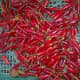 Fresh hot chillies