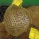 Oh my goodness! Durian!