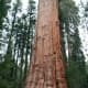 sequoia-and-kings-canyon-national-parks-general-sherman-tree-and-more