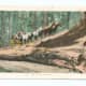 Postcard series number: 7151 1903-1904.