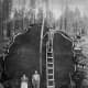 Although Sequoia trees were discovered to splinter easily and therefore were ill-suited to timber harvesting, thousands of trees were felled before logging operations finally ceased in 1890, the year Sequoia National Park was founded.