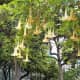 Trumpet flowers in Parque Doramas.
