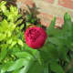 Peony deep velvet bud