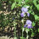 Wrapped up present, the Flag Iris