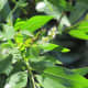 Fresh leaves burgeon