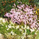 Alpine flowers
