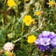 Some beautiful alpine flowers near the top
