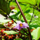 Japanese Eggplant Blossom