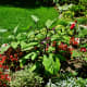 Planted amidst flowers and herbs