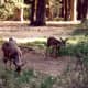 Mule deer in Yosemite