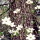 Dogwood in bloom