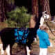 Llamas can be rented for use as pack animals when hiking in Yosemite.
