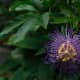 how-passionflower-maintains-ecology-and-cures-health-issues