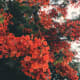 how-does-the-royal-poinciana-flowering-tree-represent-cultural-significance