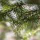 christmas-fir-tree-types-usage-and-ecology