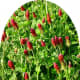 pictures-of-our-greenbelt-in-march-with-the-wildflowers