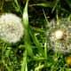 Who would disagree that the gossamer white lighter than air seed pod of the dandelion is not a thing of beauty?