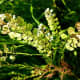 pictures-of-our-greenbelt-in-march-with-the-wildflowers