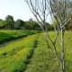 pictures-of-our-greenbelt-in-march-with-the-wildflowers