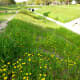 Greenbelt, drainage ditch and wildflowers by Peggy W