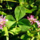 Look at the size of the flower compared to the cloverleaf.