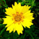 pictures-of-our-greenbelt-in-march-with-the-wildflowers