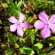 More diminutive flowers