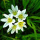 Tiny little flower